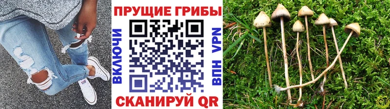 где можно купить наркотик  мега ONION  Галлюциногенные грибы Psilocybine cubensis  Заводоуковск 